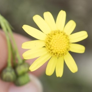 Senecio madagascariensis at Illilanga & Baroona - 24 Oct 2020 12:10 PM