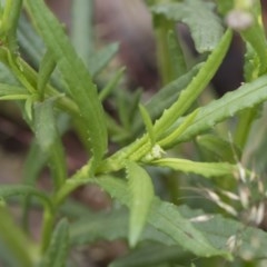 Senecio madagascariensis at Illilanga & Baroona - 24 Oct 2020 12:10 PM