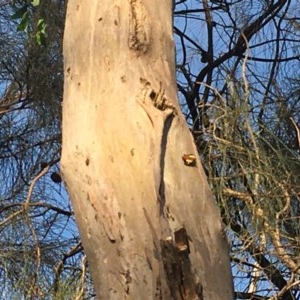 Vanessa itea at Majura, ACT - 22 Oct 2020