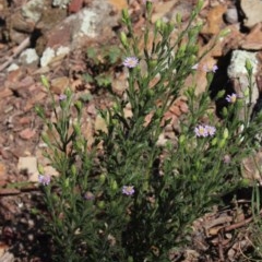 Vittadinia cuneata var. cuneata (Fuzzy New Holland Daisy) at Gundaroo, NSW - 12 Oct 2020 by MaartjeSevenster