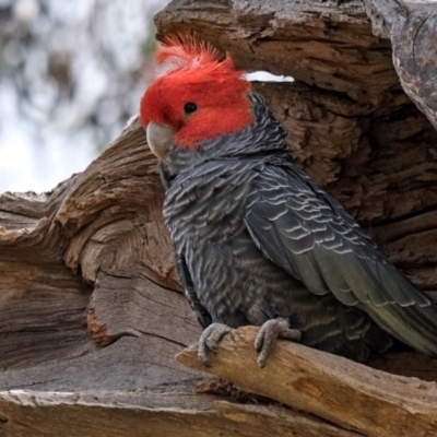 Callocephalon fimbriatum (Gang-gang Cockatoo) at Majura, ACT - 23 Oct 2020 by GabrielleMcKinnon