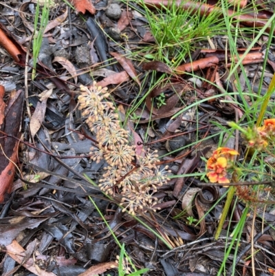 Lomandra multiflora (Many-flowered Matrush) at Bungendore, NSW - 23 Oct 2020 by yellowboxwoodland