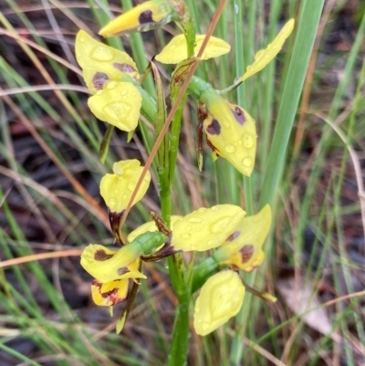 Diuris sulphurea (Tiger Orchid) at Bungendore, NSW - 23 Oct 2020 by yellowboxwoodland