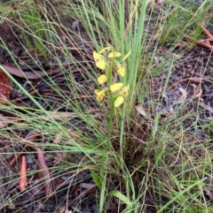 Diuris sulphurea at Bungendore, NSW - 23 Oct 2020