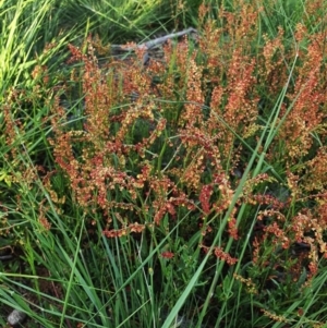 Rumex acetosella at Hughes, ACT - 22 Oct 2020