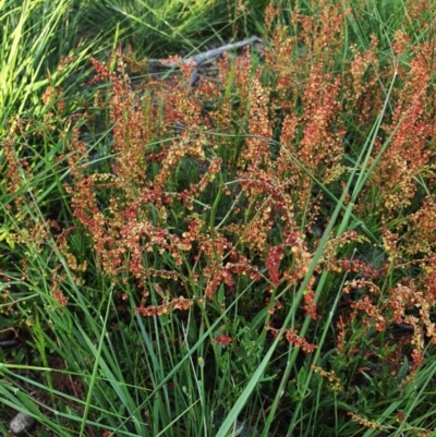 Rumex acetosella (Sheep Sorrel) at Red Hill to Yarralumla Creek - 22 Oct 2020 by TomT