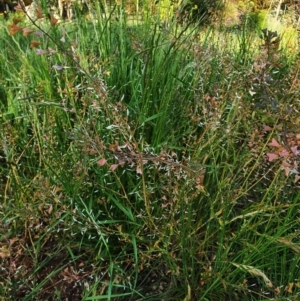 Capsella bursa-pastoris at Hughes, ACT - 22 Oct 2020