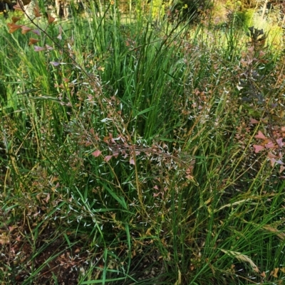 Capsella bursa-pastoris (Shepherd's Purse) at Hughes Grassy Woodland - 22 Oct 2020 by TomT