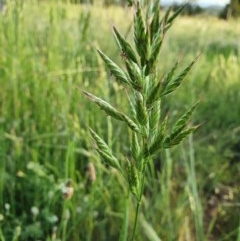 Bromus hordeaceus (A Soft Brome) at Red Hill to Yarralumla Creek - 22 Oct 2020 by TomT