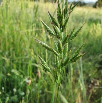 Bromus hordeaceus (A Soft Brome) at Hughes, ACT - 22 Oct 2020 by TomT