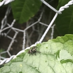 Maratus scutulatus (A jumping spider) at Berry, NSW - 23 Oct 2020 by Username279