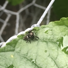 Maratus scutulatus at Berry, NSW - 23 Oct 2020