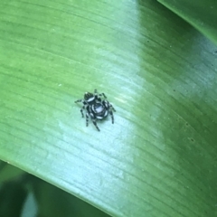 Maratus scutulatus at Berry, NSW - 23 Oct 2020