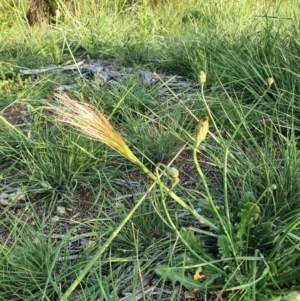 Austrostipa sp. at Hughes, ACT - 22 Oct 2020