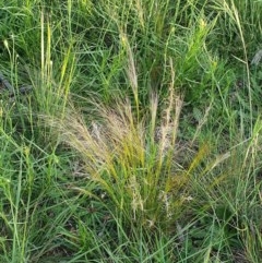 Austrostipa scabra (Corkscrew Grass, Slender Speargrass) at Hughes, ACT - 22 Oct 2020 by TomT