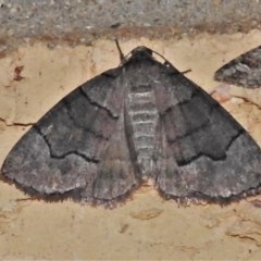 Dysbatus undescribed species (A Line-moth) at Wanniassa, ACT - 22 Oct 2020 by JohnBundock