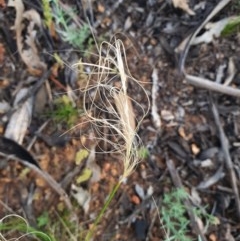 Austrostipa scabra (Corkscrew Grass, Slender Speargrass) at Red Hill to Yarralumla Creek - 22 Oct 2020 by TomT