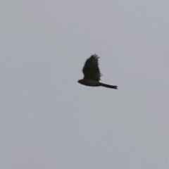 Accipiter cirrocephalus (Collared Sparrowhawk) at Wodonga - 24 Oct 2020 by Kyliegw