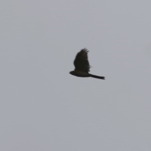 Accipiter cirrocephalus at West Wodonga, VIC - 24 Oct 2020