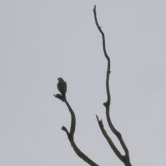 Accipiter cirrocephalus at West Wodonga, VIC - 24 Oct 2020