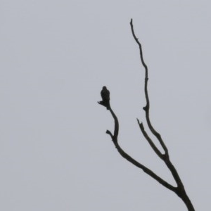 Accipiter cirrocephalus at West Wodonga, VIC - 24 Oct 2020