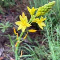 Bulbine glauca (Rock Lily) at Bungendore, NSW - 23 Oct 2020 by yellowboxwoodland