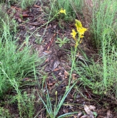 Bulbine glauca at Bungendore, NSW - 23 Oct 2020 06:07 PM