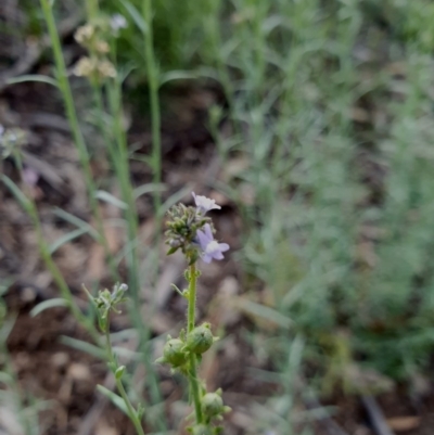 Linaria arvensis (Corn Toadflax) at Hughes, ACT - 22 Oct 2020 by TomT