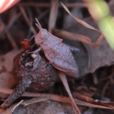 Acrididae sp. (family) (Unidentified Grasshopper) at Uriarra, NSW - 3 Oct 2020 by Sarah2019