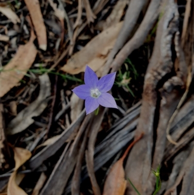 Wahlenbergia sp. (Bluebell) at Hughes, ACT - 22 Oct 2020 by TomT