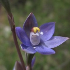 Thelymitra pauciflora (Slender Sun Orchid) at The Pinnacle - 23 Oct 2020 by pinnaCLE