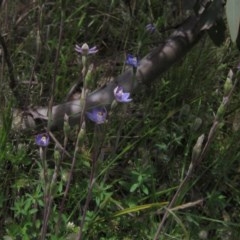 Thelymitra pauciflora at Holt, ACT - 23 Oct 2020