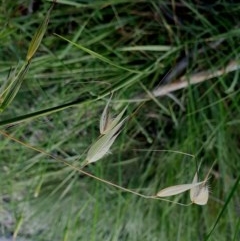 Avena sp. (Wild Oats) at Hughes Grassy Woodland - 22 Oct 2020 by TomT