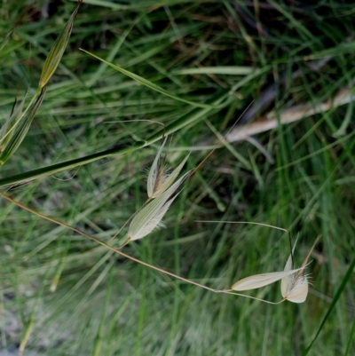 Avena sp. (Wild Oats) at Hughes Grassy Woodland - 22 Oct 2020 by TomT