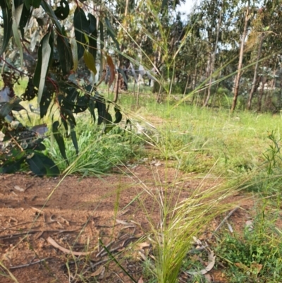 Austrostipa sp. (A Corkscrew Grass) at Hughes Grassy Woodland - 22 Oct 2020 by TomT