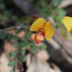 Bossiaea buxifolia (Matted Bossiaea) at Uriarra, NSW - 3 Oct 2020 by Sarah2019
