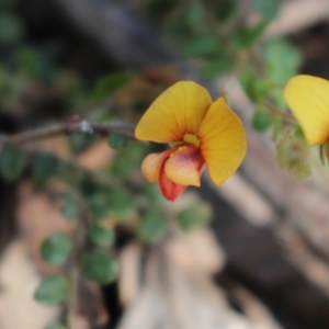 Bossiaea buxifolia at Uriarra, NSW - 3 Oct 2020