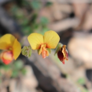 Bossiaea buxifolia at Uriarra, NSW - 3 Oct 2020