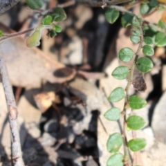 Bossiaea buxifolia at Uriarra, NSW - 3 Oct 2020