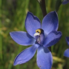 Thelymitra sp. (nuda complex) (Sun Orchid) at The Pinnacle - 23 Oct 2020 by pinnaCLE