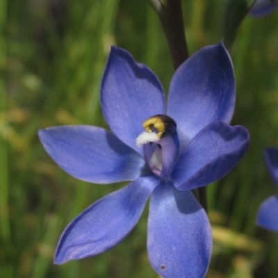 Thelymitra sp. (nuda complex) (Sun Orchid) at The Pinnacle - 23 Oct 2020 by pinnaCLE