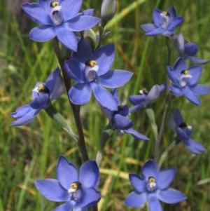 Thelymitra sp. (nuda complex) at Hawker, ACT - 23 Oct 2020