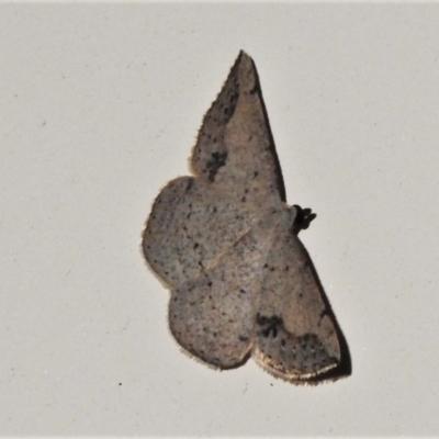 Taxeotis intextata (Looper Moth, Grey Taxeotis) at Wanniassa, ACT - 22 Oct 2020 by JohnBundock