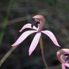 Caladenia congesta (Pink Caps) at Aranda Bushland - 22 Oct 2020 by CathB