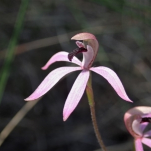 Caladenia congesta at Aranda, ACT - suppressed