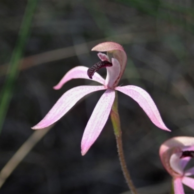 Caladenia congesta (Pink Caps) at Aranda Bushland - 22 Oct 2020 by CathB