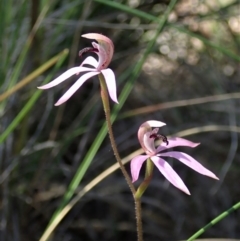 Caladenia congesta at Aranda, ACT - suppressed