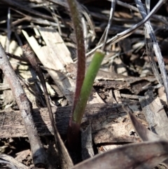 Caladenia congesta at Aranda, ACT - suppressed