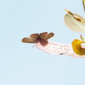 Acrodipsas myrmecophila at suppressed - 23 Oct 2020