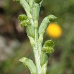 Microtis unifolia (Common Onion Orchid) at Mount Painter - 19 Oct 2020 by CathB